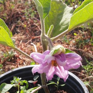 Flor de Berenjena