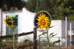 Girasoles