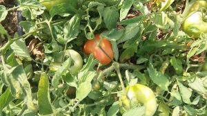tomates