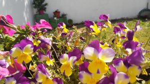 La huerta en noviembre